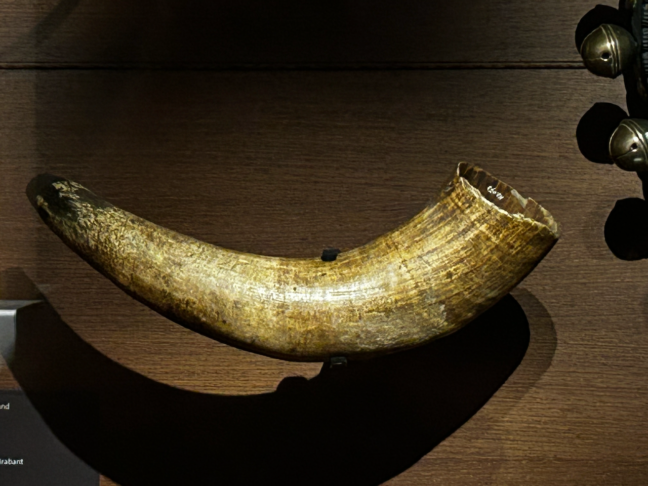 Photograph of (a) brass instrument(s) from the Musical Instruments Museum in Brussels, Belgium